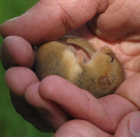 The dormouse Muscardinus avellanarius is a nocturnal animal that lives mainly in deciduous woodland and thick, overgrown hedgerows.