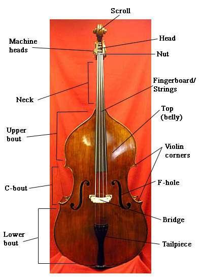 Double Bass The bass is the biggest and lowest sounding instrument of the string family.