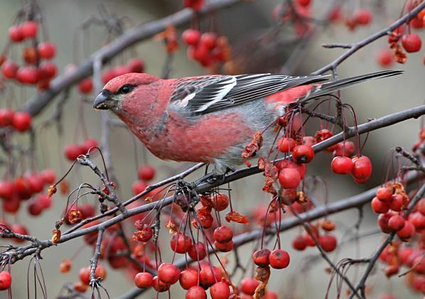 Pine Grosbeak, Pinicola enucleator Photo Euclid.nmu.edu Notice the pinkish-red color of the male, fairly striking with white wing bars.