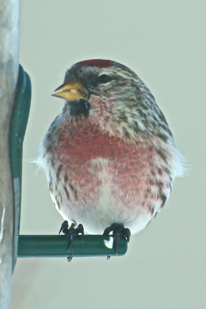 I had Redpolls at my feeders on Deer Meadow Drive from the second week in January and every week until the end of the second week in April. They like hulled sunflower seed as well as Nijar.