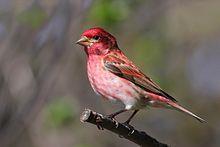 Purple Finch, Male, Carpodacus purpureus Photo Wikipedia Purple Finch, Female, Carpodacus purpureus Photo Wikipedia Purple Finches, from Canada should be coming down to the New England states as the