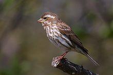 In a Purple Finch it is distinctly either forked or notched, whereas in a House Finch the tail is flat or squared off. Purple Finches prefer Sunflower seed at feeders.