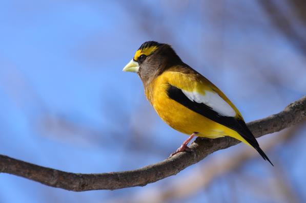 I used to band, (putting marked F&W aluminum rings on their legs), many Evening Grosbeaks in the 1960 s and 70 s.