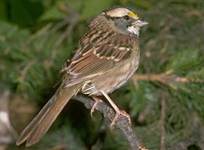 White-throated Sparrow 2.0 Mean 1.5 1.