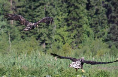 Immature Bald Eagles at Fish Lake UBB Station #2b 7/5/2012 Tim Gallagher Some Findings of Upper Basin