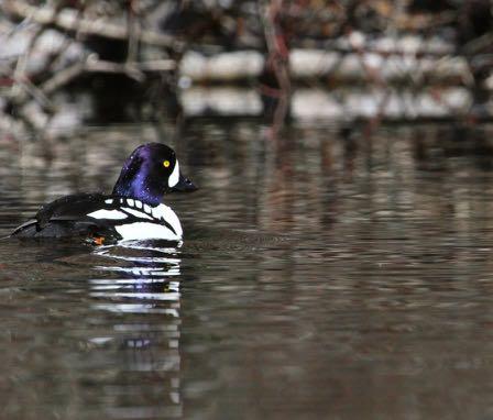 Barrow s Goldeneye population appears decreasing. 1999 to observed group-size between 18 to 28.
