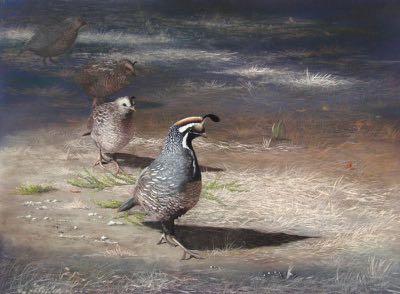 COMMON SPECIES NOT OFTEN FOUND IN UPPER WENATCHEE BASIN Conversely, California Quail, one of the most commonly seen birds in Chelan County, are seldom recorded on UBB surveys (found near home