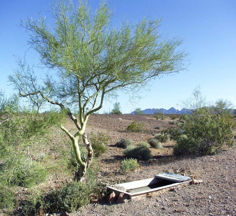 The Use of Wildlife Water Developments by Migratory Songbirds in Southwestern Arizona Janet C. Lynn 1, Steven S. Rosenstock 2, and Carol L.