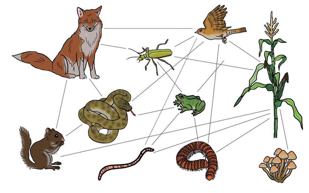Q3. Go through the food web given below and classify the organisms