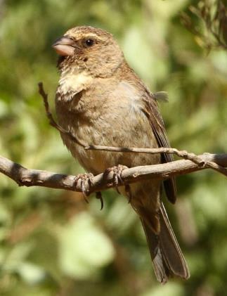 Itinerary - WSC Tanqua Karoo s Western Endemics 2015 3 another endemic, Protea Canary.