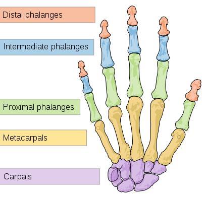 How does hand work mechanism Metacarpal-phalangeal