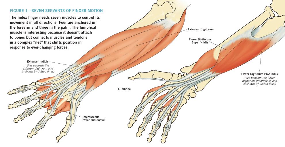 How does hand work actuation Fingers do not contain muscles (other than arrector pili). The muscles that move the finger joints are in the palm and forearm.