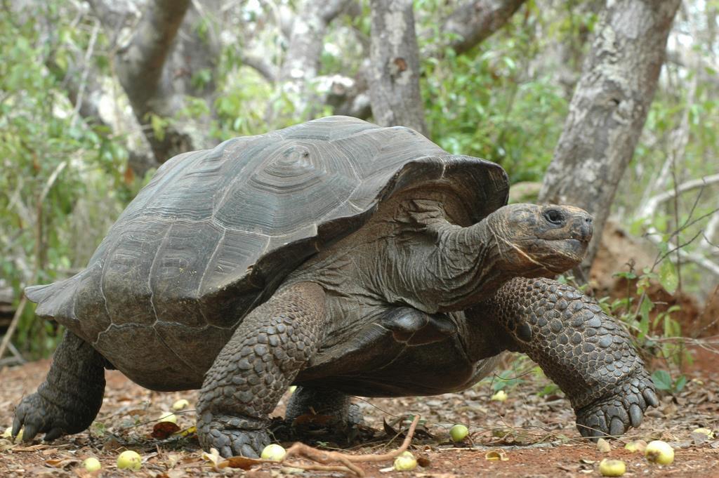 Isabela (Villamil) Tortoise Breeding Centre he Galapagos has 11 different species of Giant Tortoise of which five species are endemic to Isabela.
