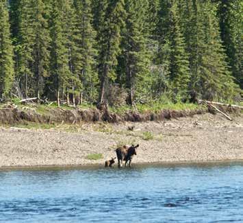 1. Introduction to the Project Moose above Chuu Tl it/whitestone Village on Sheihveenjik/Whitestone River Polar Continental Shelf Project 391-14 Yukon Scientists & Explorers License 14-34 S&E Vuntut