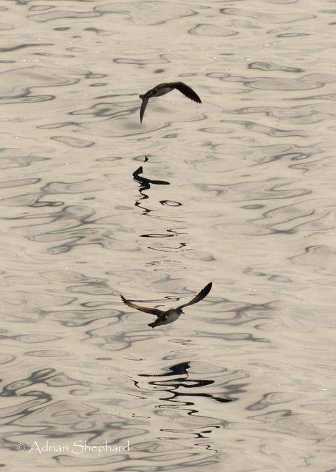 A number of Swallow were seen passing the ship with the occasional one circling as did a group of Collared Dove and a Pied Wagtail.