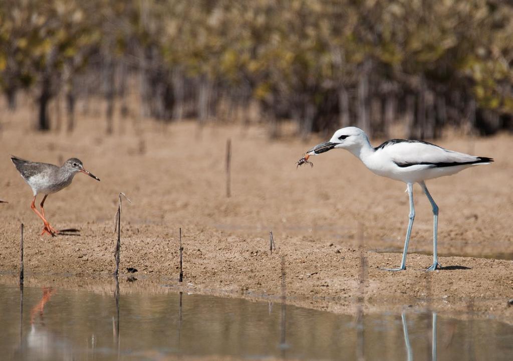 In addition to the mangroves, the accompanying mudflats are an excellent place for viewing birds.
