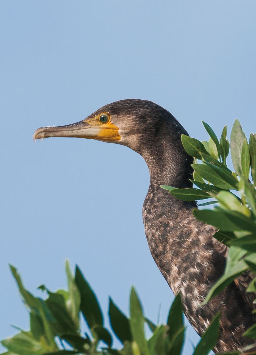 Great Cormorant Phalacrocorax carbo CLOSE-UPS & ACTION The biggest challenge in bird photography is