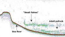 Echo amplitudes or targets measured using any sonar equipment are variable signals.