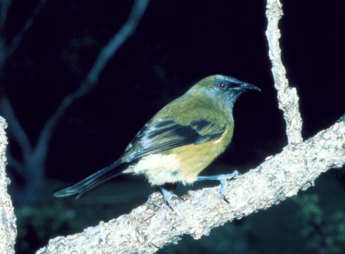 Bellbird (Anthornis melanura) What are characteristics of birds that increase in abundance
