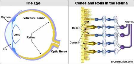 The Human Eye has Cones and Rods (like nerves) that can