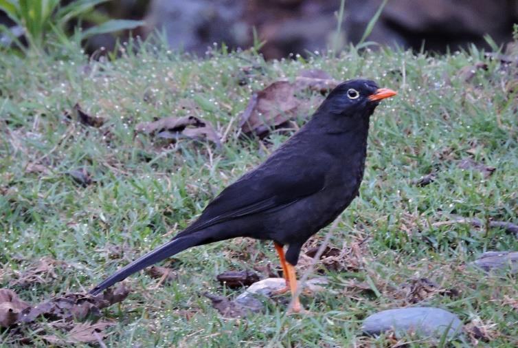 We dicided to arrive early to Wayquecha station to enjoy the surrounding getting some birds like Sierran Elaenia, Glossy Black Thrush, Black faced Brush Finh and others.