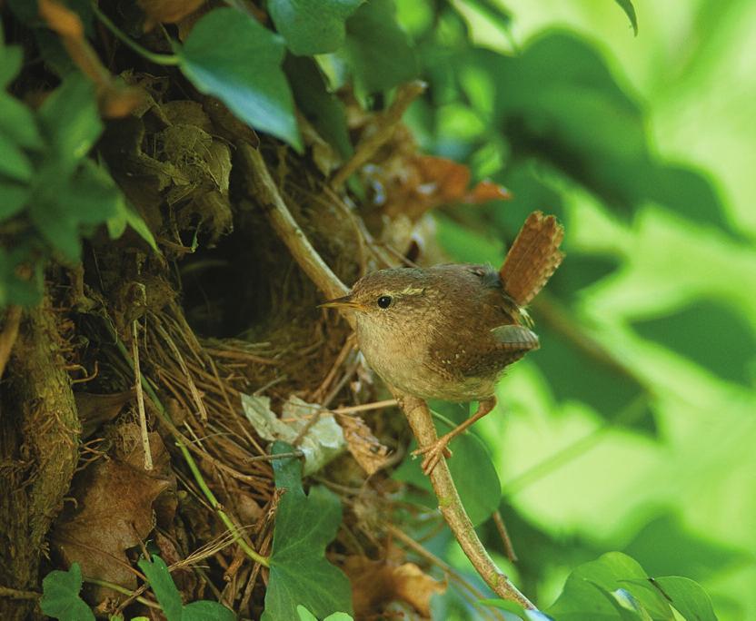 Trend analyses Trends of common breeding birds in Ireland Plate 10. Wren at the nest (Michael Finn). foot-and-mouth disease restrictions.