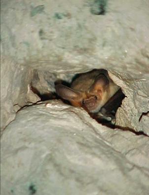 INTRODUCTION Nineteen of the 124 or more species of mammals inhabiting Colorado are bats.