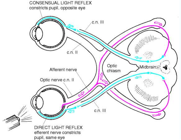 Eyes 21.Pupillary response to light direct (same eye the light is directed into) 22.