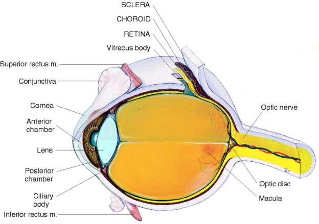 Fundoscopic Exam of the EYE Optic disc Disc outline Color