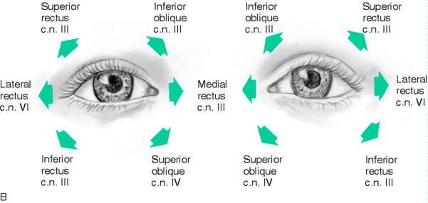 Extraocular Muscles and Direction of Movement The extraocular movements of each are controlled by the 4 rectus and 2 oblique muscles The extraocular movements may be tested by having