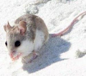 Beach Mouse