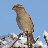 Lorna M Shaw, Dan Chamberlain, Greg J Conway & Mike Toms Spatial distribution and habitat preferences of the House Sparrow, Passer domesticus in urbanised landscapes.