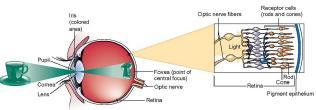 The eye function as a camera. Light rays falling on the eye converge to a focus on the retina.