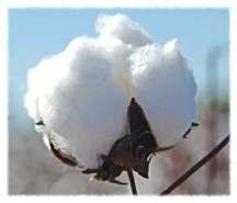 Cotton 9/15 Believed to have been