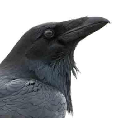 content of the film. Crows do not have the best of reputations. They are generally dismissed as spooky -- Hitchcock used them quite successfully to frighten moviegoers -- or as a general nuisance.