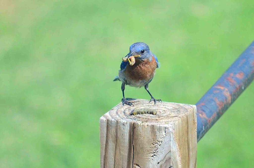 Rudy Mines Collaborative Grant RUDY MINES PROJECT FUNDED BY NATIONAL AUDUBON: The grant is proceeding with us collecting and seeking more bluebird houses, with an upcoming build day.
