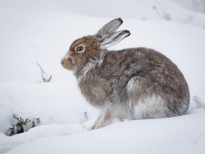 Ptarmigan Mountain Hare Report