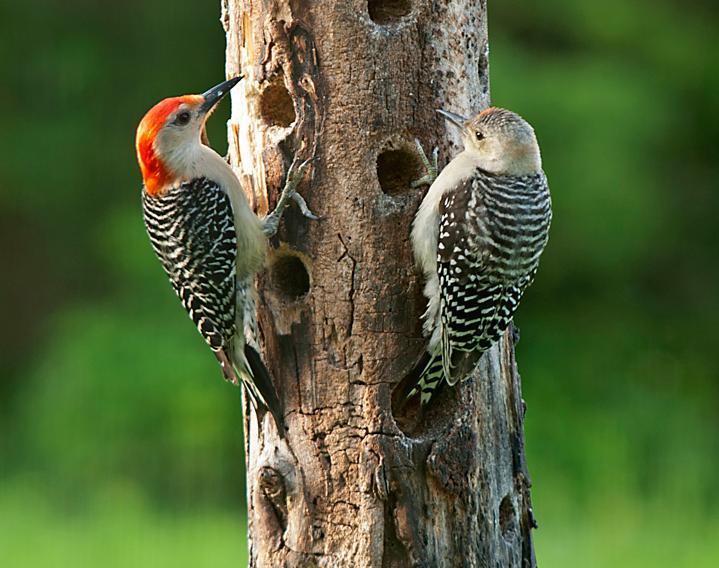 Red-bellied Woodpecker The Red-bellied Woodpecker is another yearround resident woodpecker in Virginia.