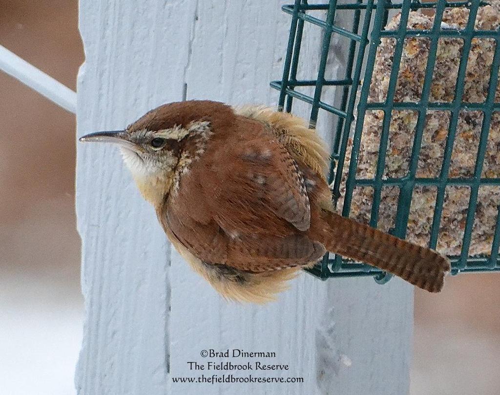 Carolina Wren Carolina wrens are insectivores and as such do not normally take seeds. They do like suet and will often take shelled peanuts.