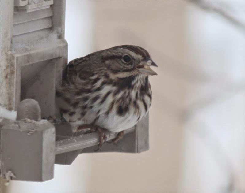 Song Sparrow The Song Sparrow is a year-round resident in Virginia. It is a relatively shy sparrow and is less often seen at feeders than some of its wintering cousins (e.g. White-throated Sparrow and Dark-eyed Junco).