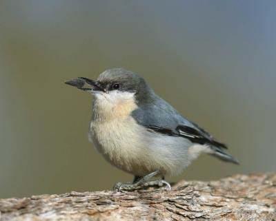 Pygmy Nuthatch (Sitta pygmaea): A Technical Conservation Assessment Prepared for the USDA Forest Service, Rocky Mountain Region, Species Conservation Project August 10, 2006 Cameron K.