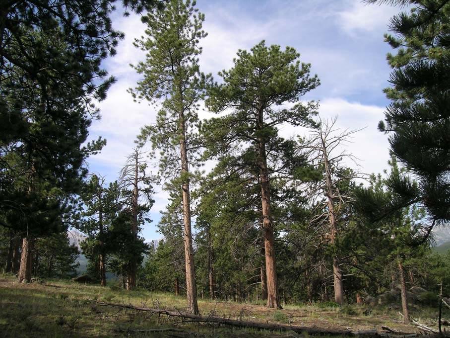 Figure 7. Pygmy nuthatch breeding habitat: open ponderosa pine forest with pine snags, Rocky Mountain National Park, Larimer County, Colorado (photograph by R.C. Dobbs, July 2005).