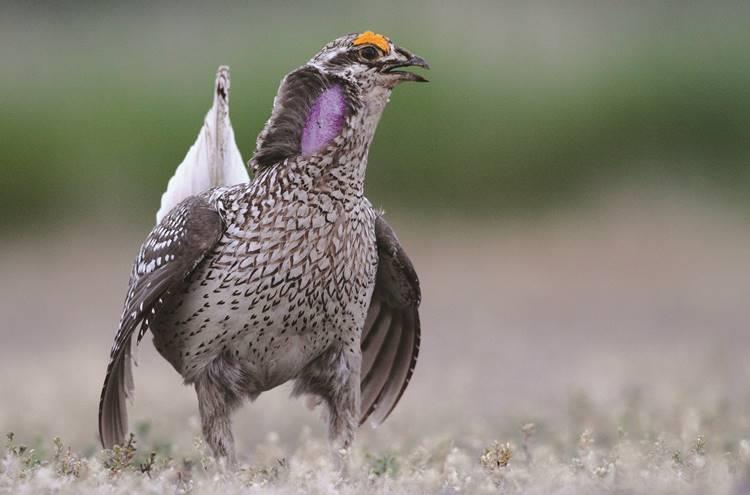 Colorado Prairie Chickens, Grouse & More 4 th to 14 th April 2019 (11 days) Sharp-tailed Grouse by Markus Lilje Colorado is the best place in the country for finding all the species of Prairie