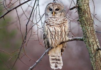 Nevertheless, here it is in February 2017 BARRED OWL BOXES As with many of our birds, nesting places
