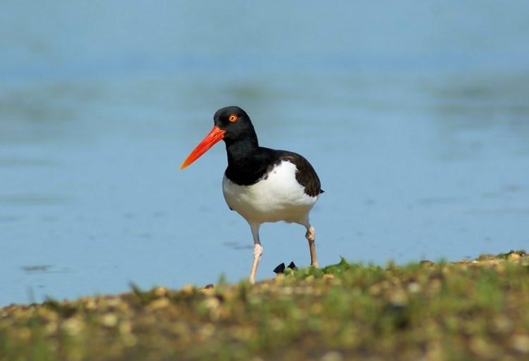 What in Heck Does Fertilizing my Lawn or Upgrading my Septic System Have to do with How Many Oystercatchers I See along the Long Island Coastline?