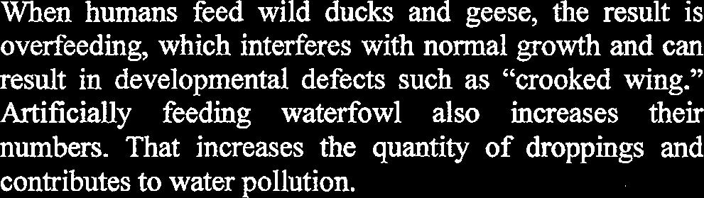 When humans feed wild ducks and geese, the result is overfeeding, which interferes with normal growth and can result in