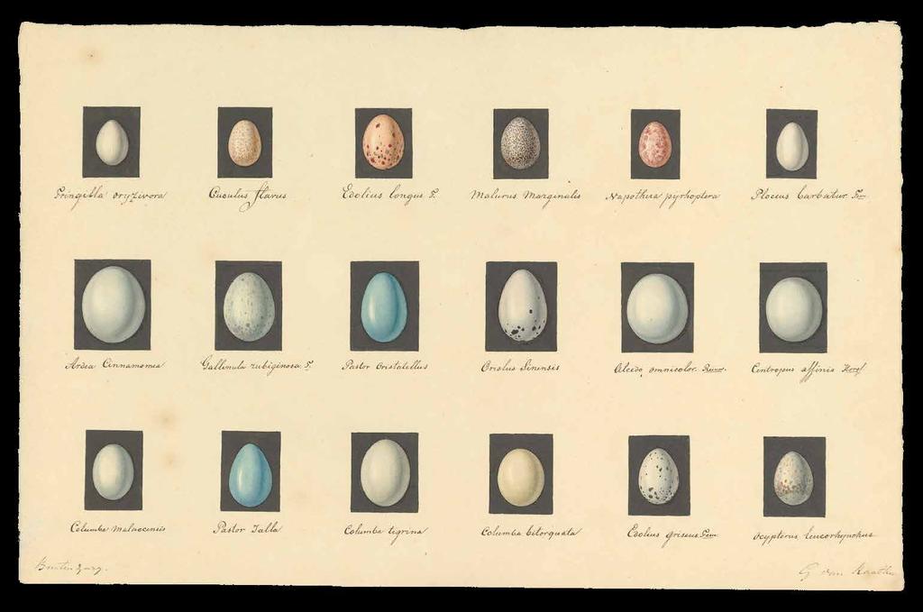 Eggs, Buitenzorg, Java. Draftsman: Gerrit van Raalten.