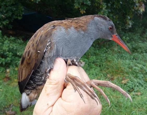 Figure 1: Water Rail trapped in Ladywell on 26 th October 2016. (Mark Mallalieu).