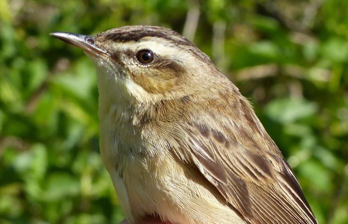 but no more were caught until the last week of August. Rather a surprise that same day was the appearance of a Sedge Warbler.