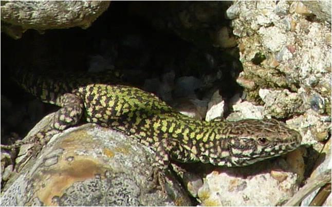France, was present in East Anglia after the last glaciation, so there have been periods in the last 10,000 years with sufficient warmth to support Wall Lizards but perhaps they just never got here